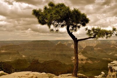 Trees on landscape against sky