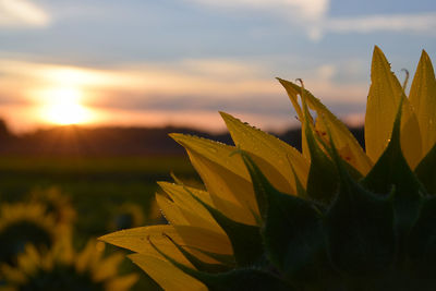 Close-up of plant against sky at sunset