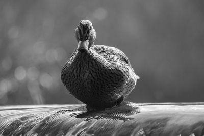 Close-up of a duck against blurred background