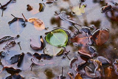 High angle view of leaves floating on water