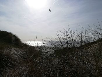 Birds flying over land against sky