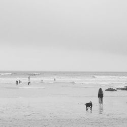 Dogs on beach against sky