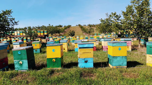 apiary