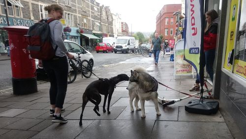 View of dogs on city street