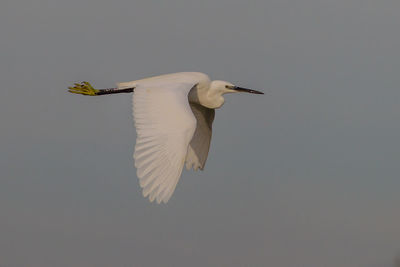 Low angle view of a bird flying