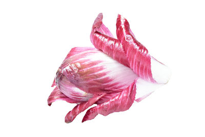 Close-up of pink flower against white background