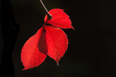 Close-up of maple leaf against black background