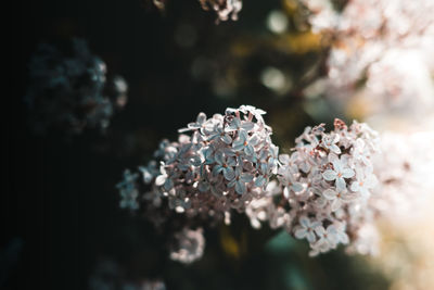 Close-up of purple flowering plant