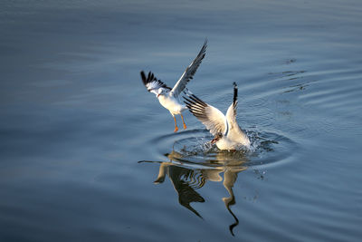 High angle view of seagulls flying over lake