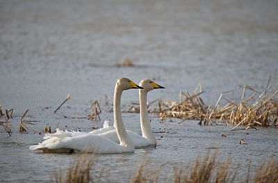 Close-up of whopper swans on lake