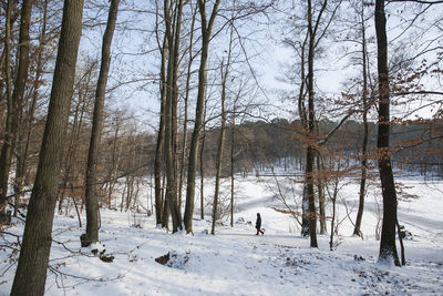 Bare trees on snow covered landscape