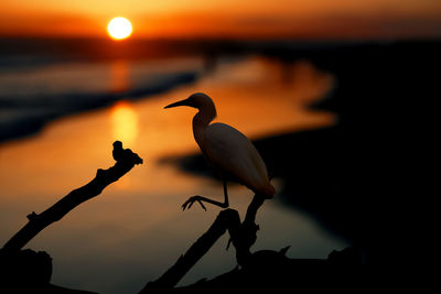 Silhouette bird perching on branch against sky during sunset