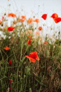 Close-up of red poppy flowers on field