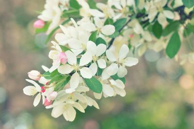 Close-up of white cherry blossom tree