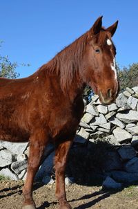 Horse standing on land against the sky