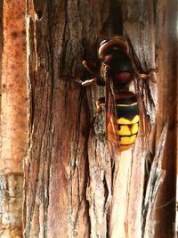 Close-up of door on tree trunk