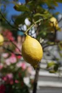 Close-up of apple on tree