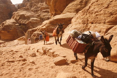 Donkeys carrying load in desert