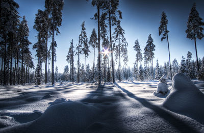 Trees on snow covered landscape