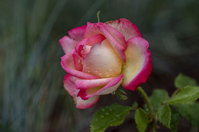 Close-up of pink rose flower