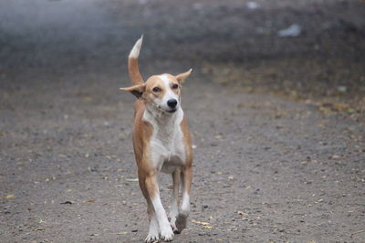 Stray dog walking on road