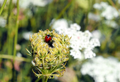 Close-up of insect on flower