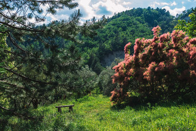 Trees in forest against sky