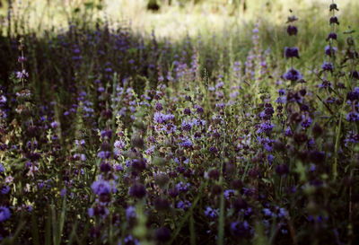 Close-up of purple crocus flowers growing in field