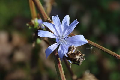 Close-up of purple flowering plant