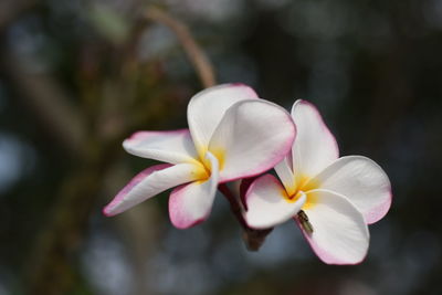 Close-up of white frangipani flower