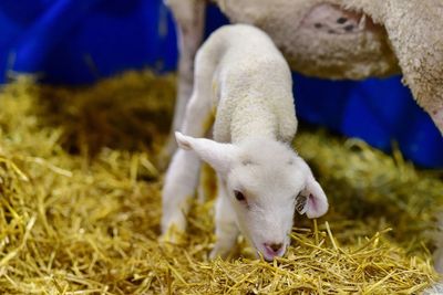 Baby lamb newborn