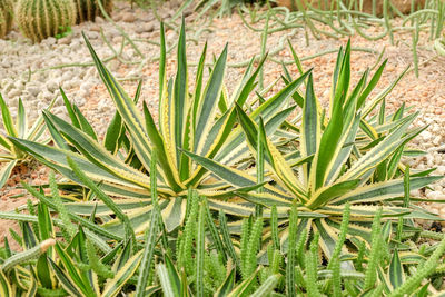 Full frame shot of plants growing on field