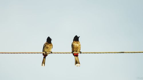 Low angle view of birds perched against clear sky
