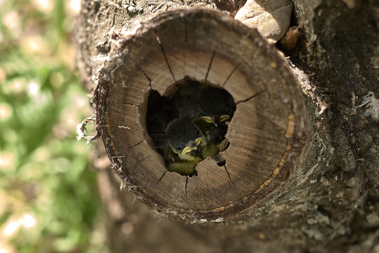 CLOSE-UP OF LEAF ON TREE TRUNK