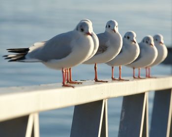 Close-up of seagull perching on railing against sea