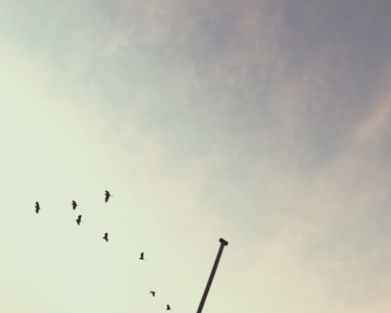 BIRDS FLYING IN SKY