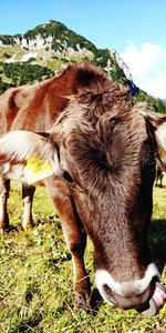 View of a horse on field