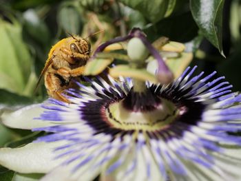 Close-up of bee pollinating on purple flower