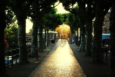 Treelined footpath along trees