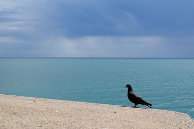 View of birds on sea shore against sky