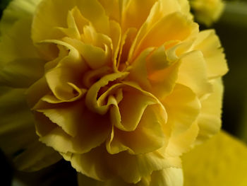 Close-up of yellow flower blooming outdoors