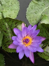 High angle view of wet purple flowering plants during rainy season