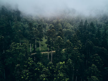 Trees in forest