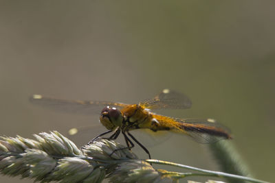 Close-up of insect on flower