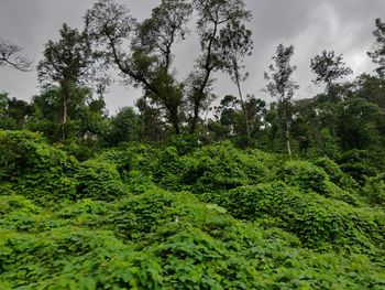 Scenic view of forest against sky