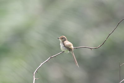 Bird perching on a branch