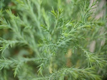 Close-up of pine tree