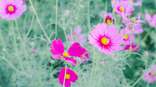 Close-up of pink flowering plants on field