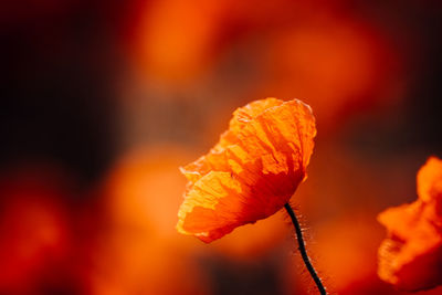 Close-up of orange flower