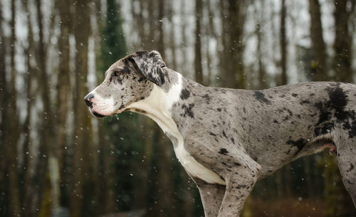 Close-up of dog on tree